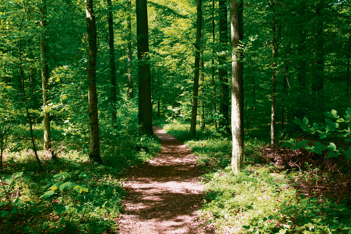 Des idées d’activités de plein-air
