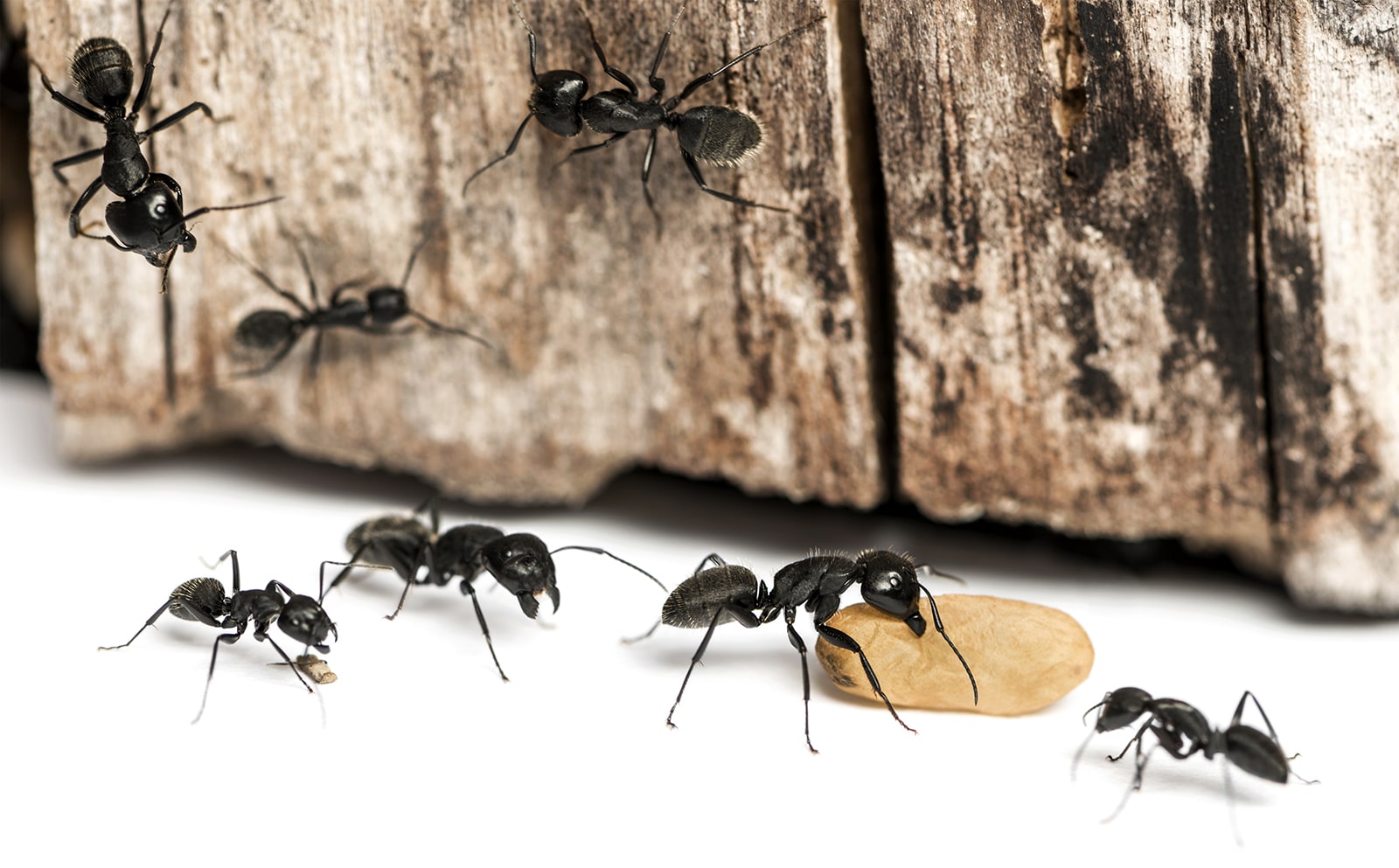 Comment se débarrasser des fourmis charpentières | Journal Accès