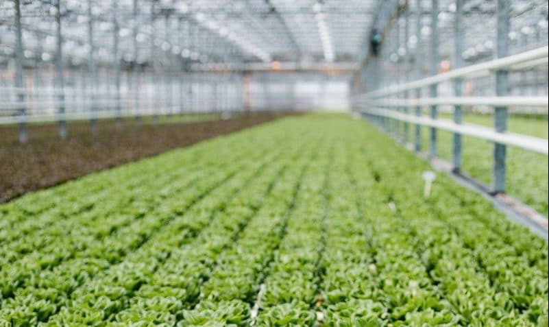 Une culture durable assure la sécurité alimentaire