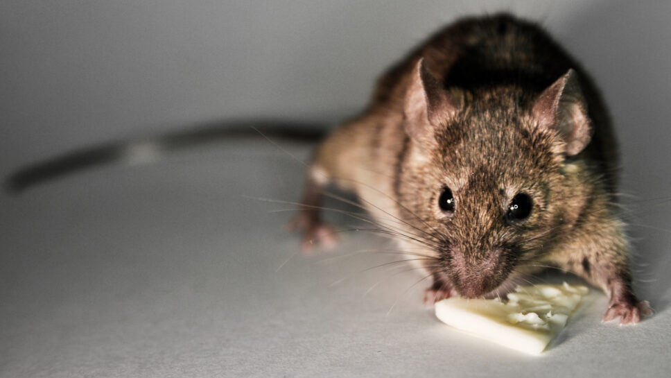 Les différents types de rongeurs au Québec Journal Accès