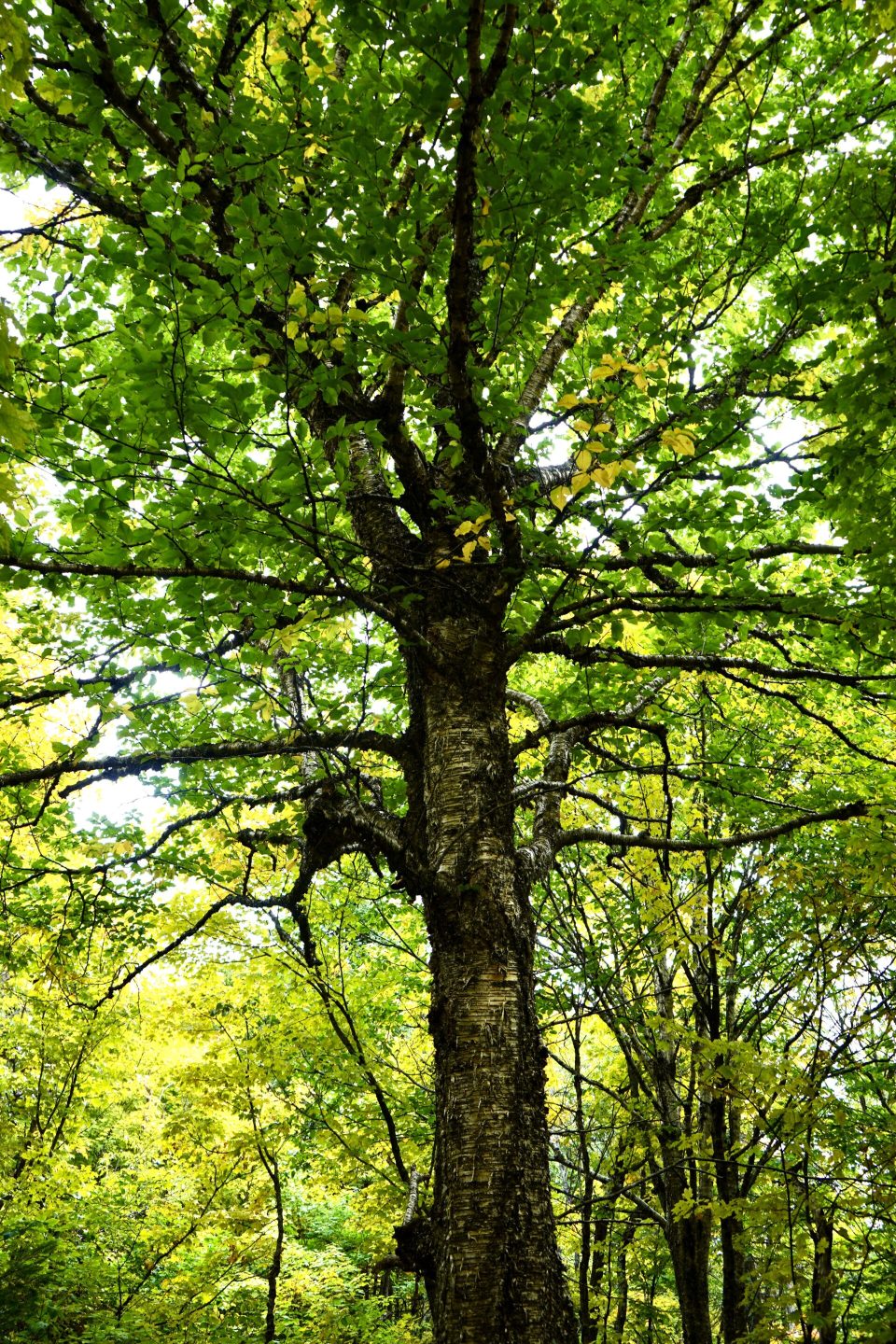 Des recherches sur les forêts anciennes au coeur du Mont Kaaikop.