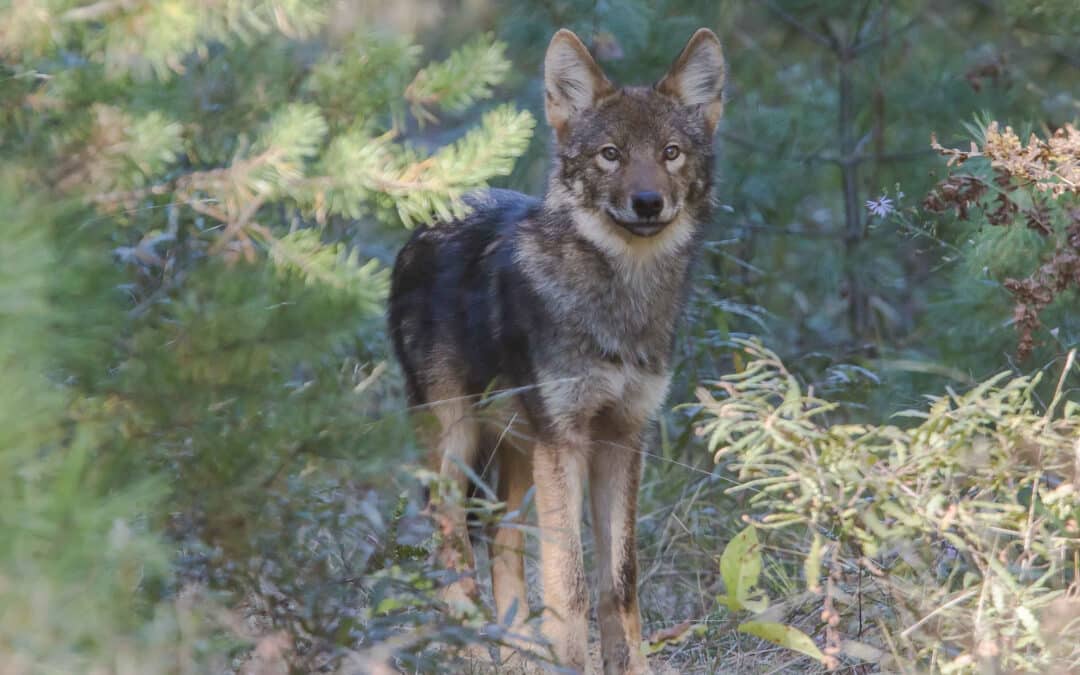 Protéger nos milieux naturels pour la biodiversité