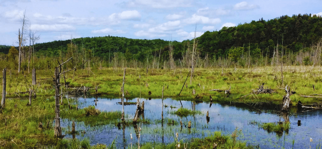 Juin : Un mois pour découvrir les milieux humides